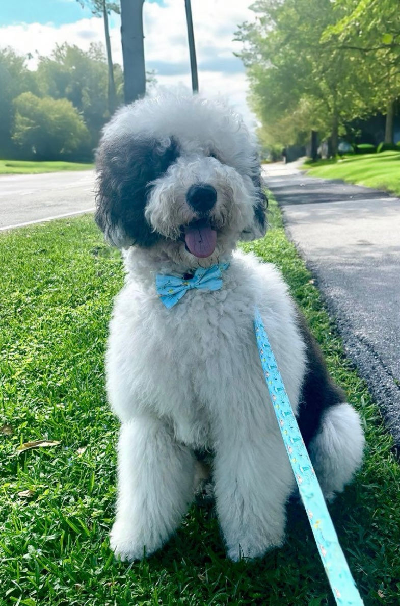 Bark Beach Bow Tie (Blue)